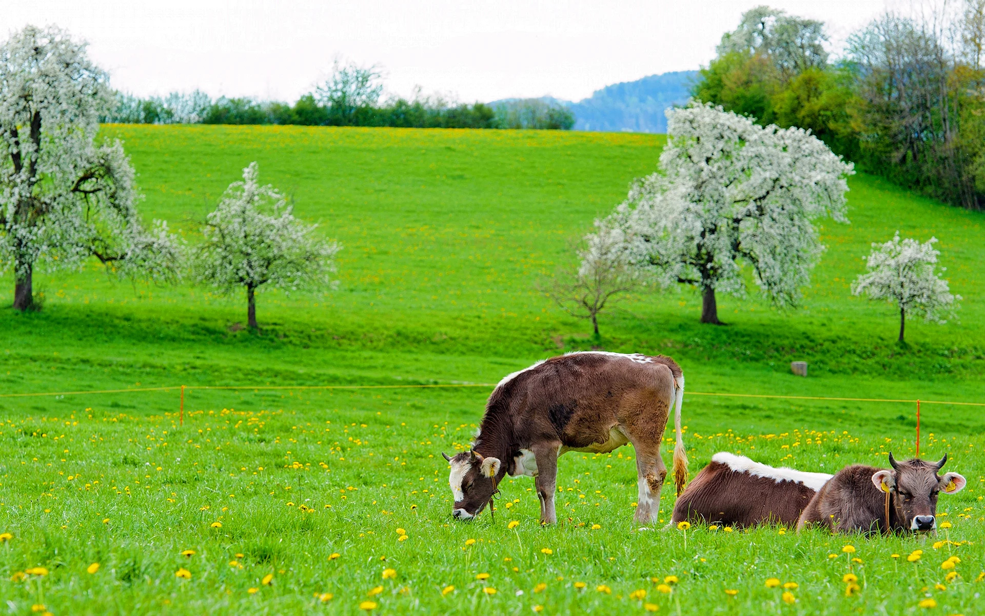 Cow Garden Wallpaper