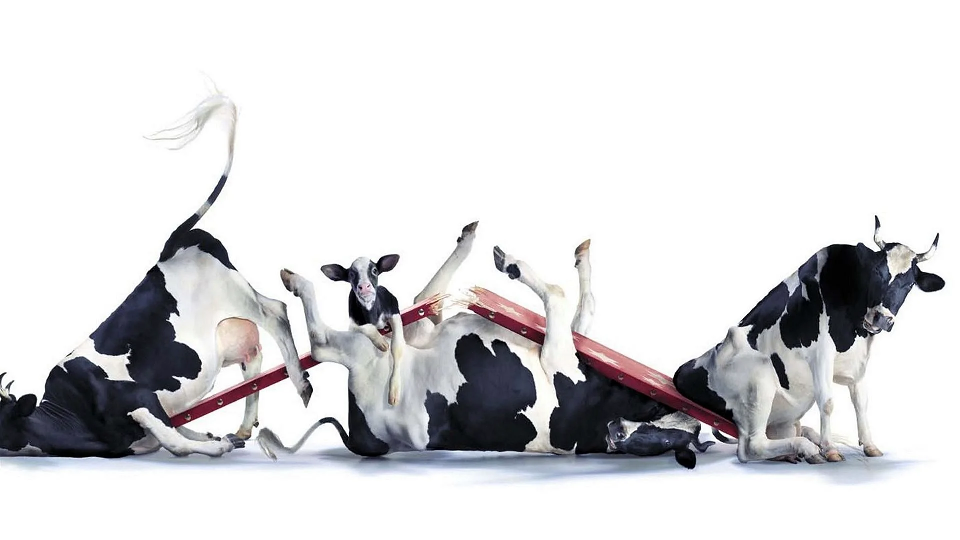 Cow Manipulation Wallpaper
