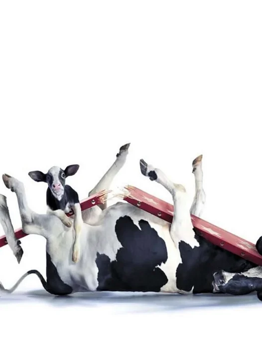 Cow Manipulation Wallpaper