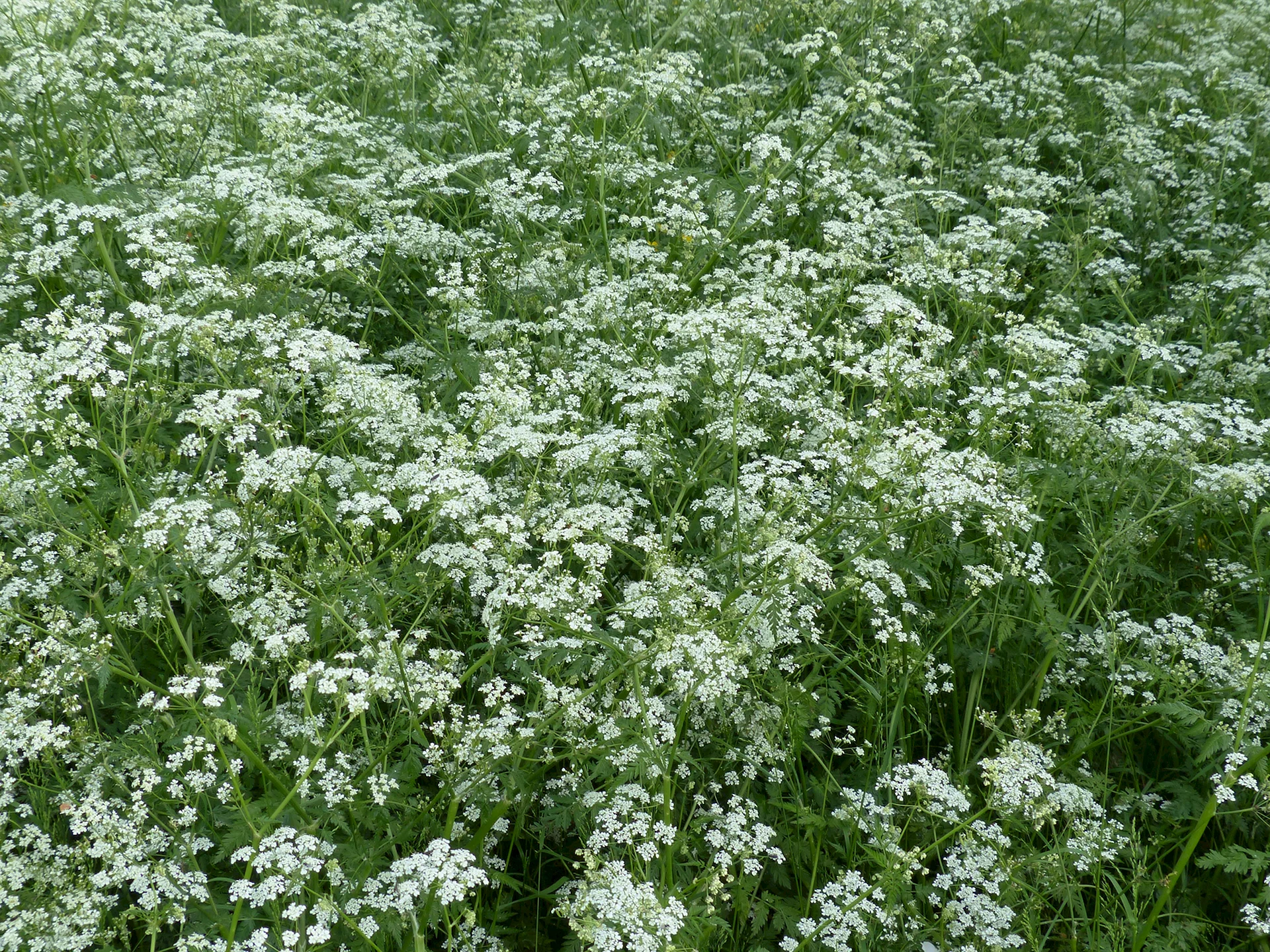 Cow Parsley Wallpaper