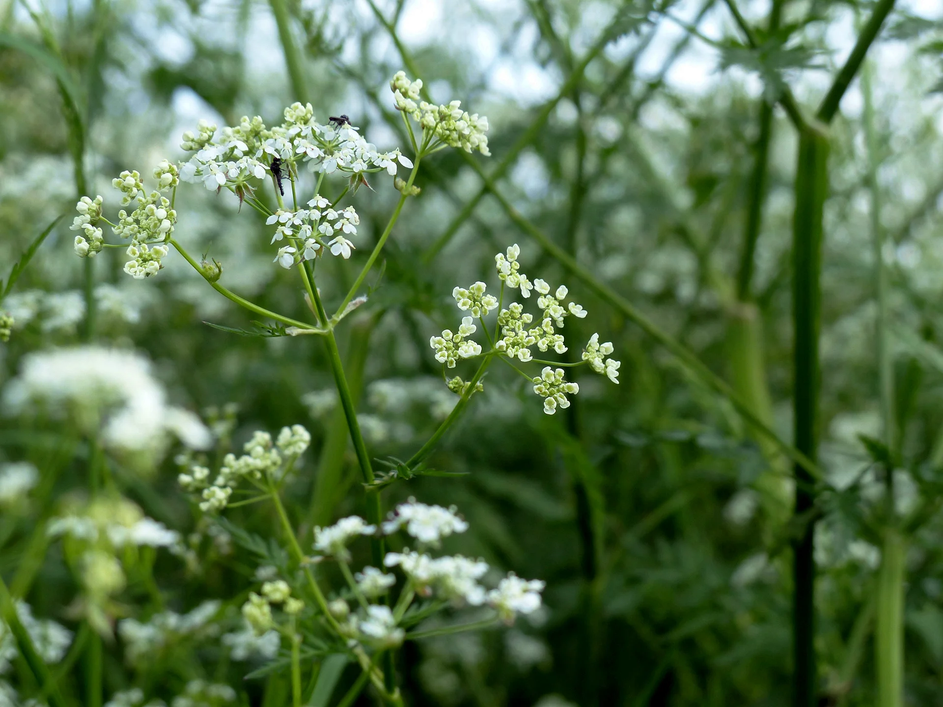 Cow Parsley Wallpaper