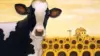 Cow Sunflower Wallpaper