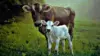 Cow With Calf Wallpaper