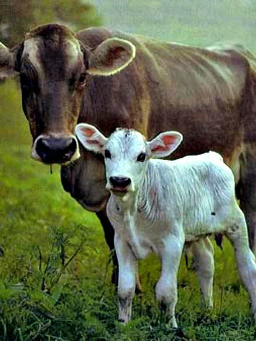Cow With Calf Wallpaper