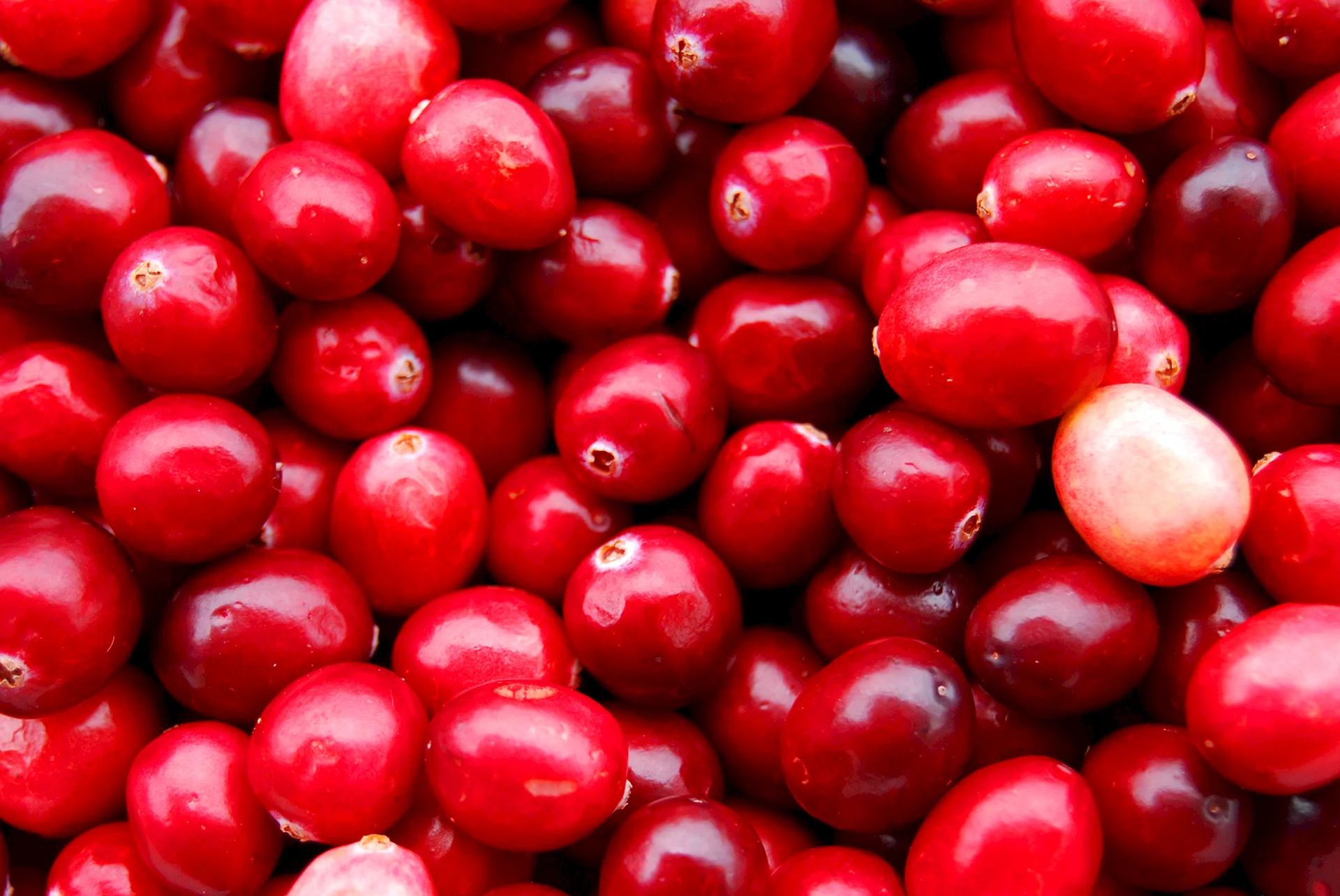 Cranberries Fruit Wallpaper