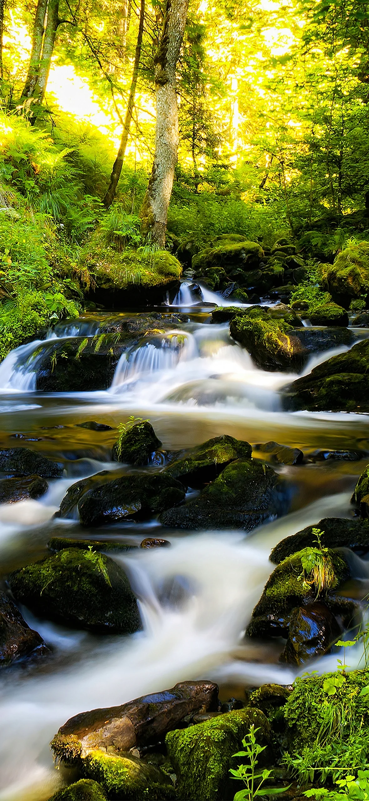 Creek In Forest Wallpaper for iPhone 14 Pro