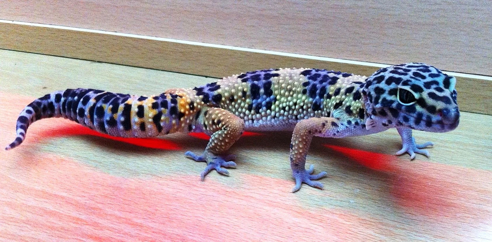 Crested Gecko And Leopard Gecko Wallpaper