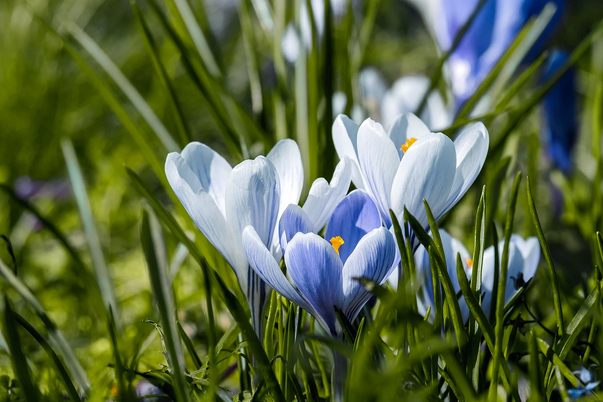 Crocus Blue Flower Wallpaper