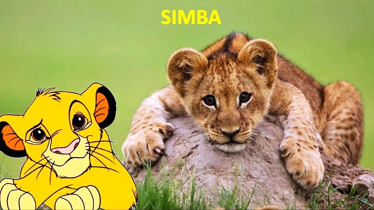 Cub Lion Sitting Wallpaper