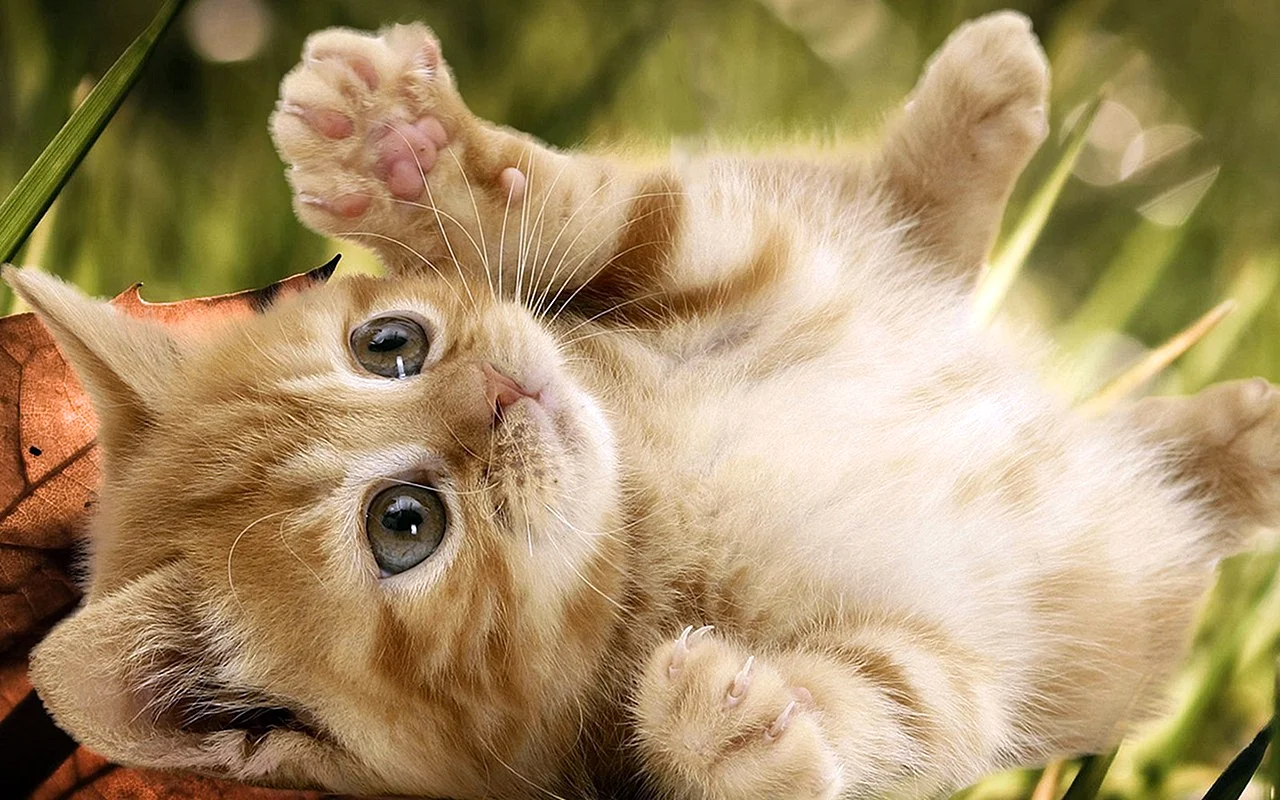 Cute Baby Cat Wallpaper