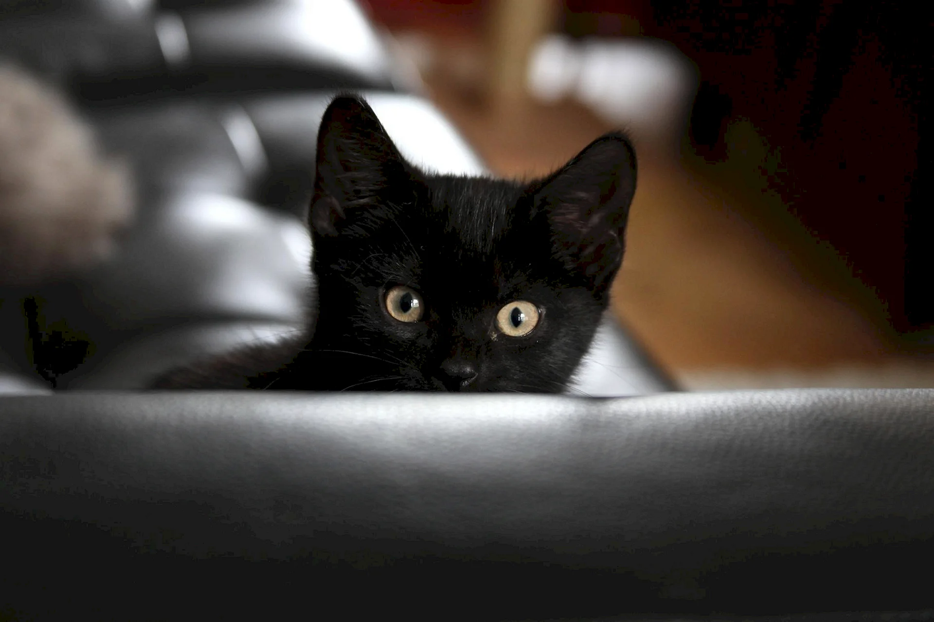 Cute Black Kitten Wallpaper