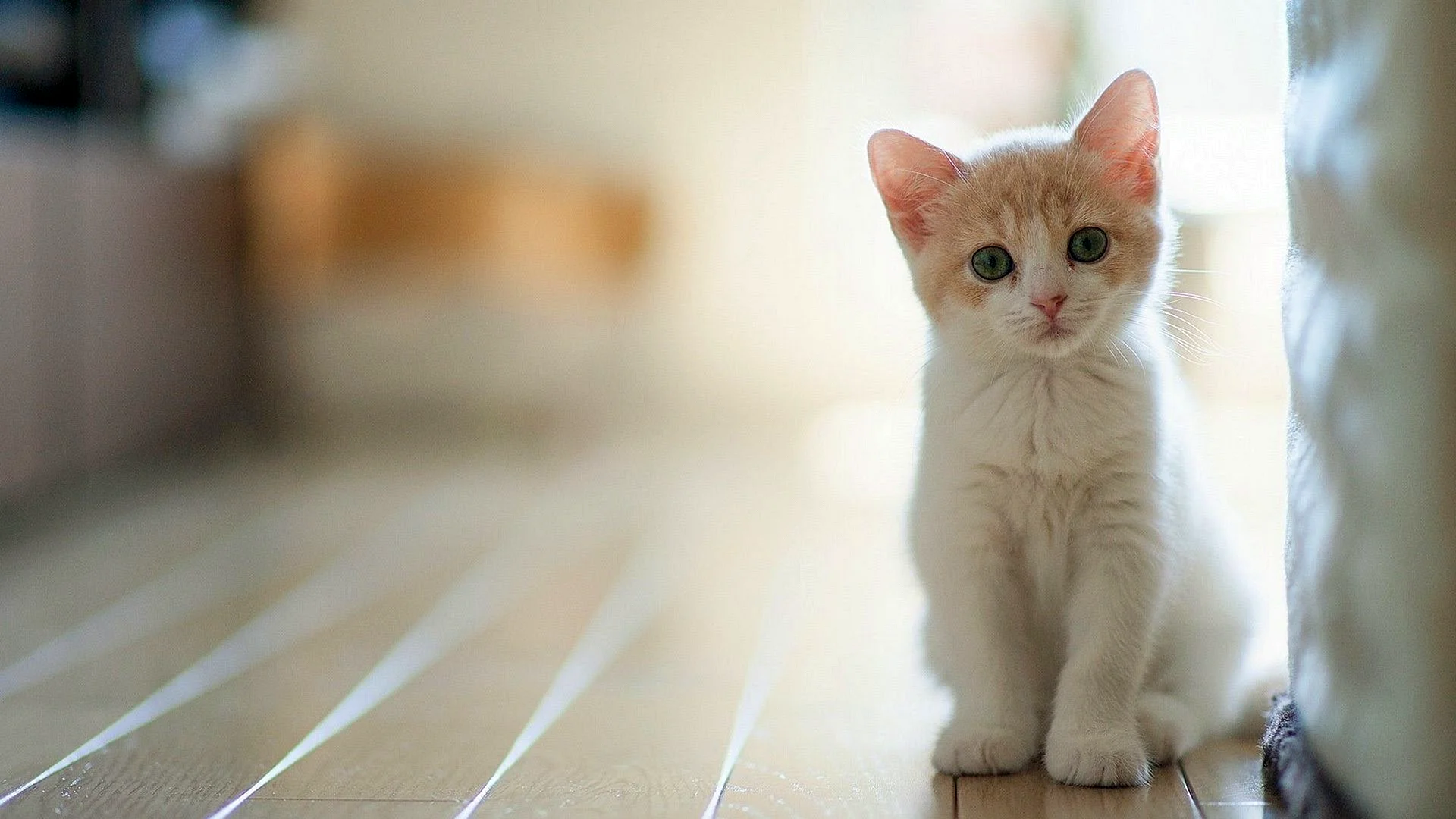 Cute Cat Wallpaper