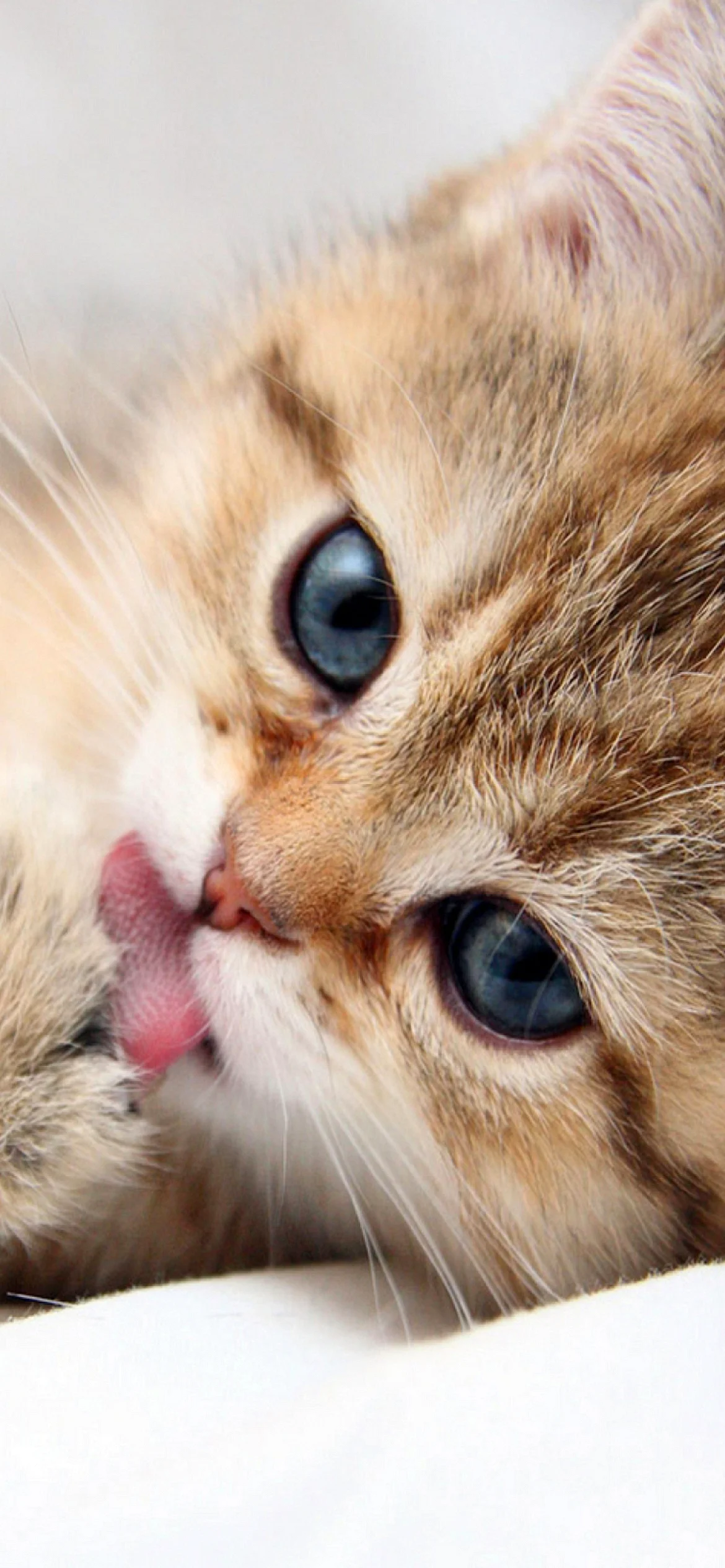 Cute Cat Wallpaper for iPhone 13 Pro