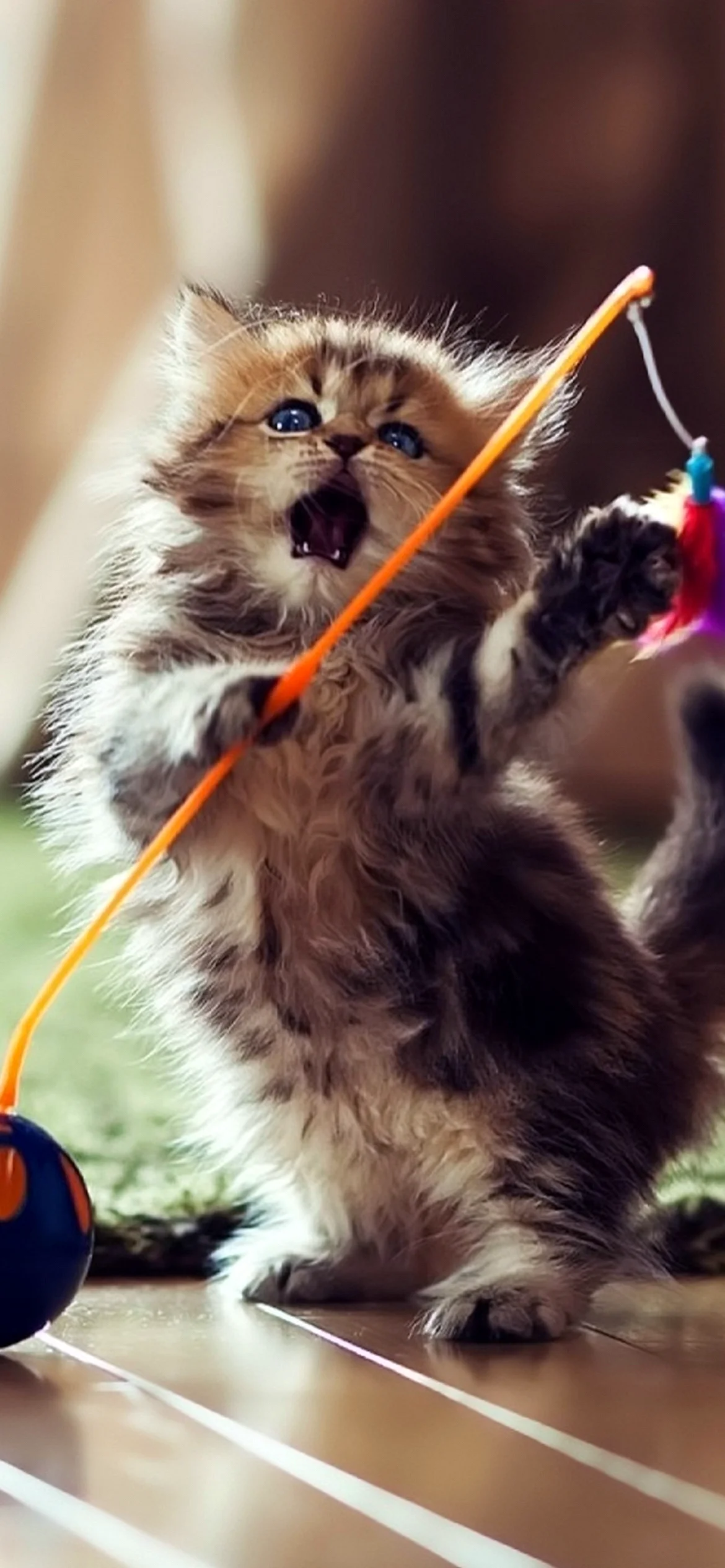 Cute Cat Wallpaper for iPhone 12 Pro