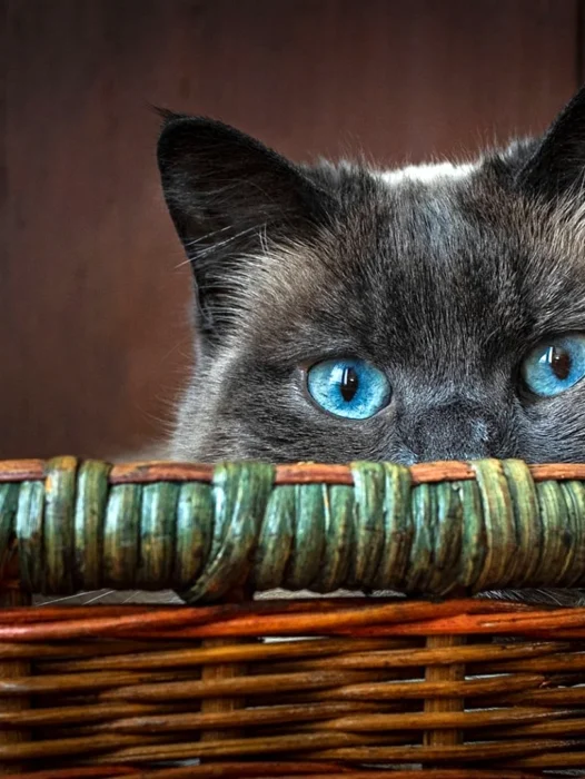 Cute Funny Animal Blue Eyes Wallpaper