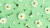 Cute Green Wallpaper For iPhone