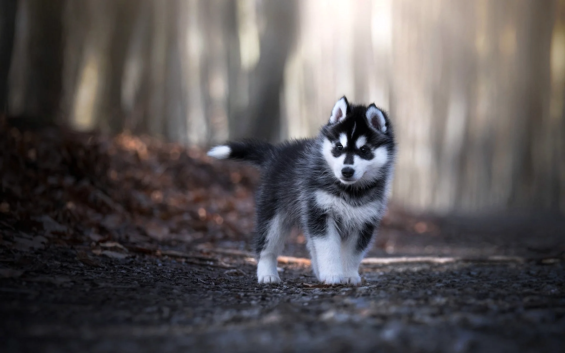 Cute Husky Wallpaper