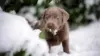 Cute Labrador Dog Wallpaper
