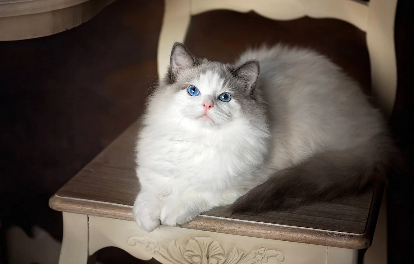 Cute Ragdoll Cat Wallpaper