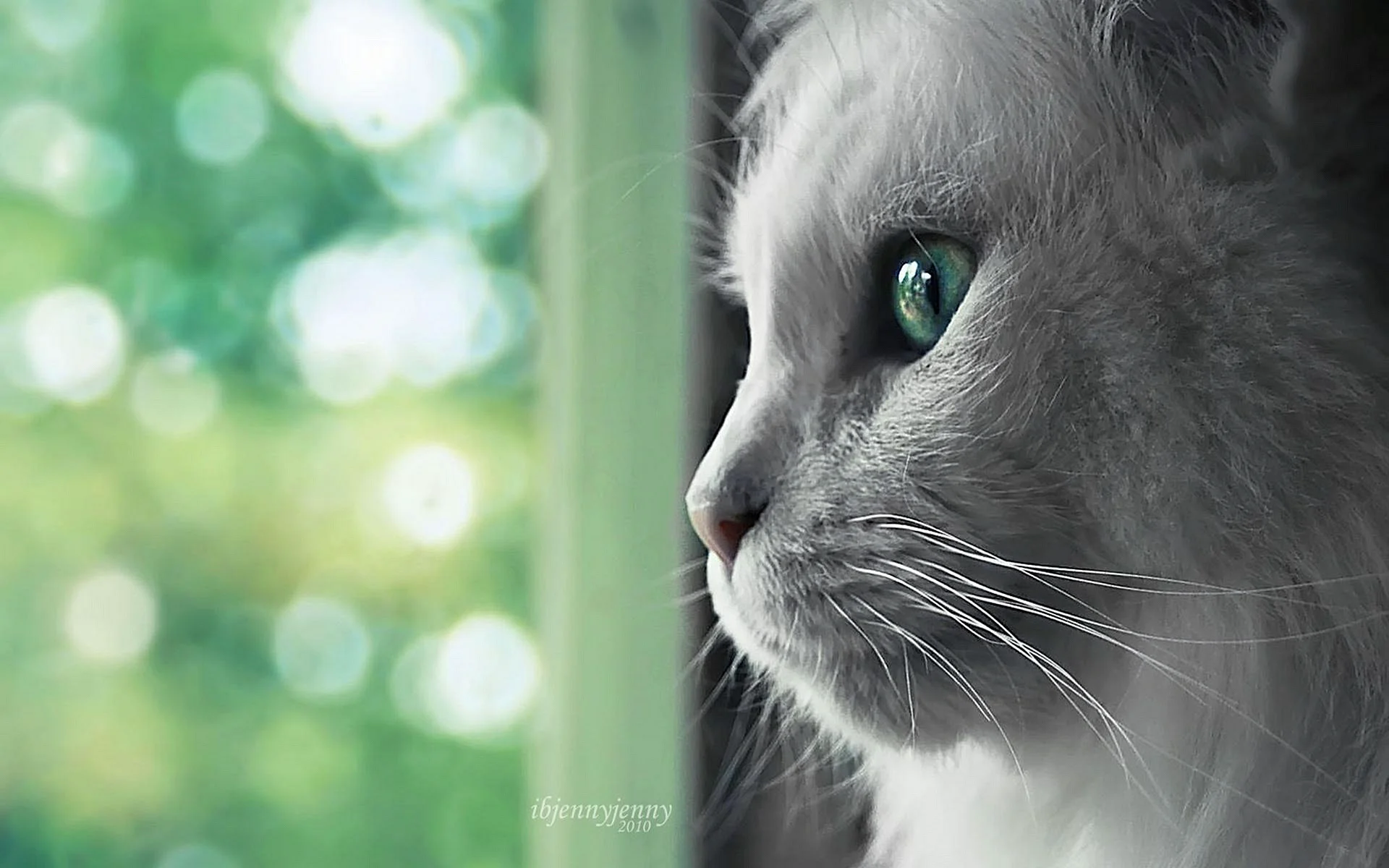 Cute Cat Wallpaper