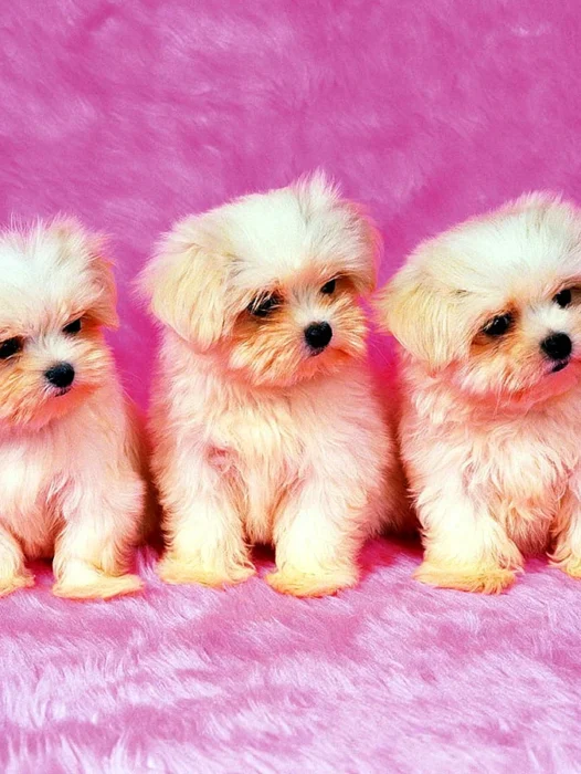 Cutest Puppy Wallpaper