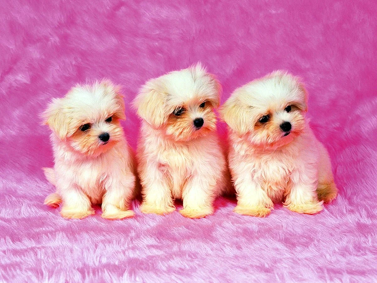 Cutest Puppy Wallpaper