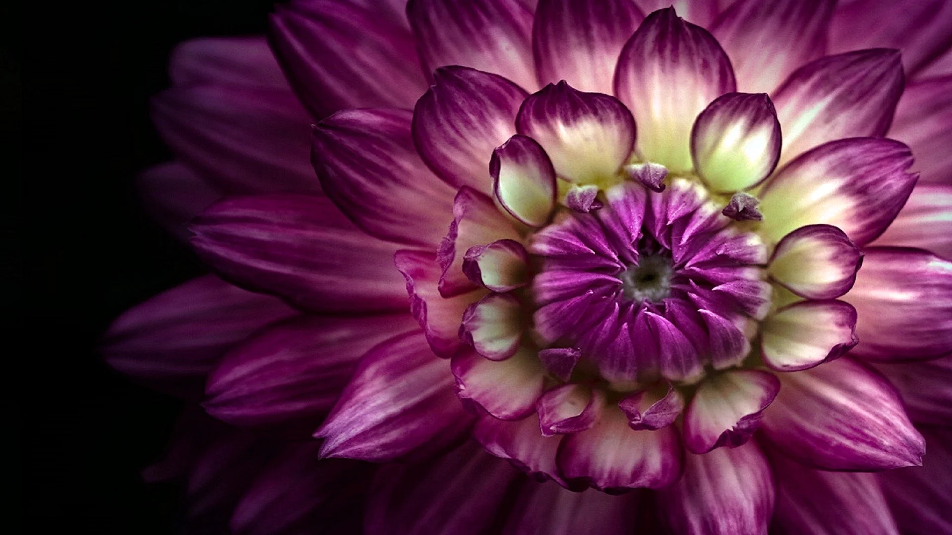 Dahlia Background Wallpaper