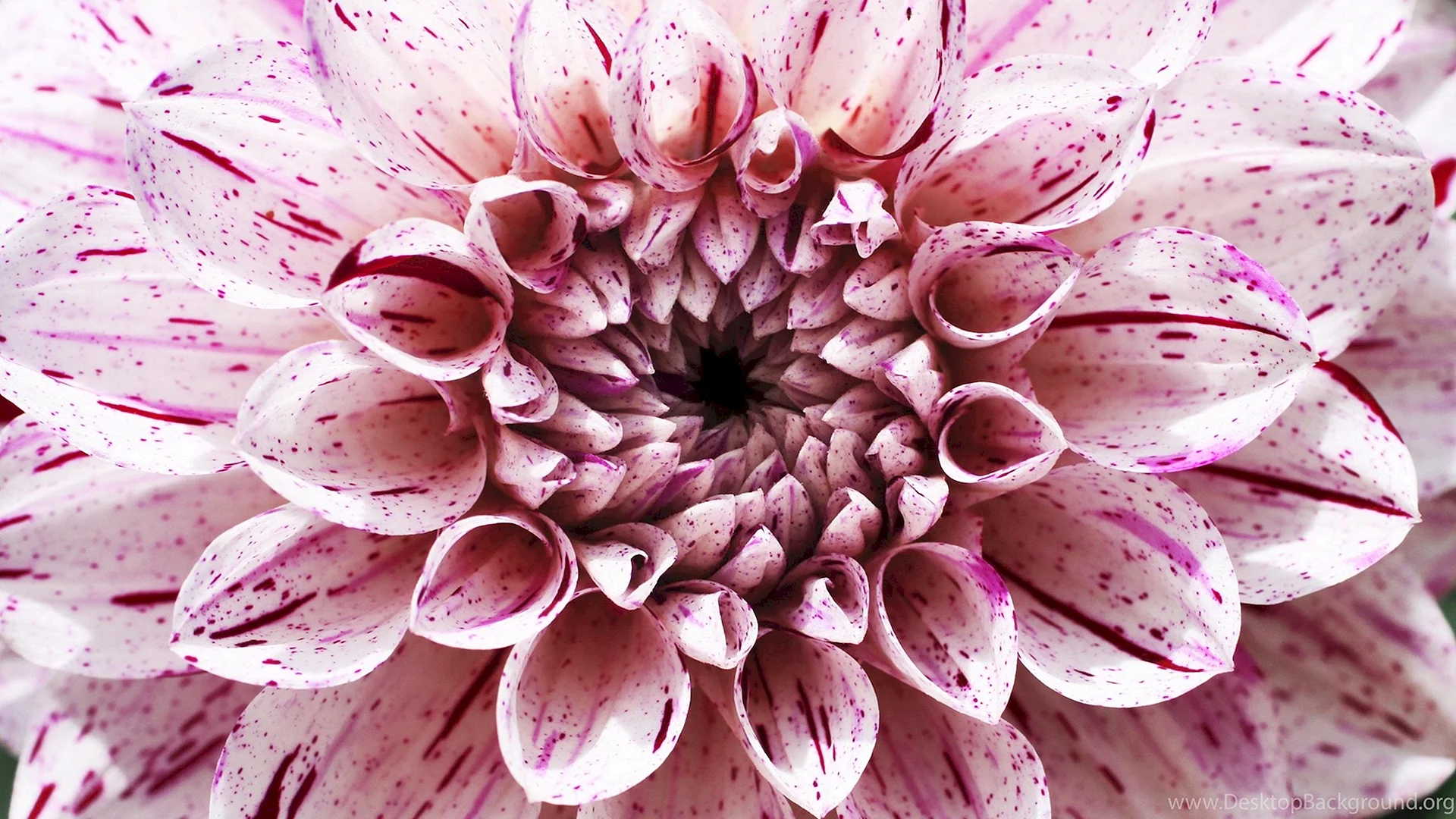 Dahlia Bouquet Wallpaper