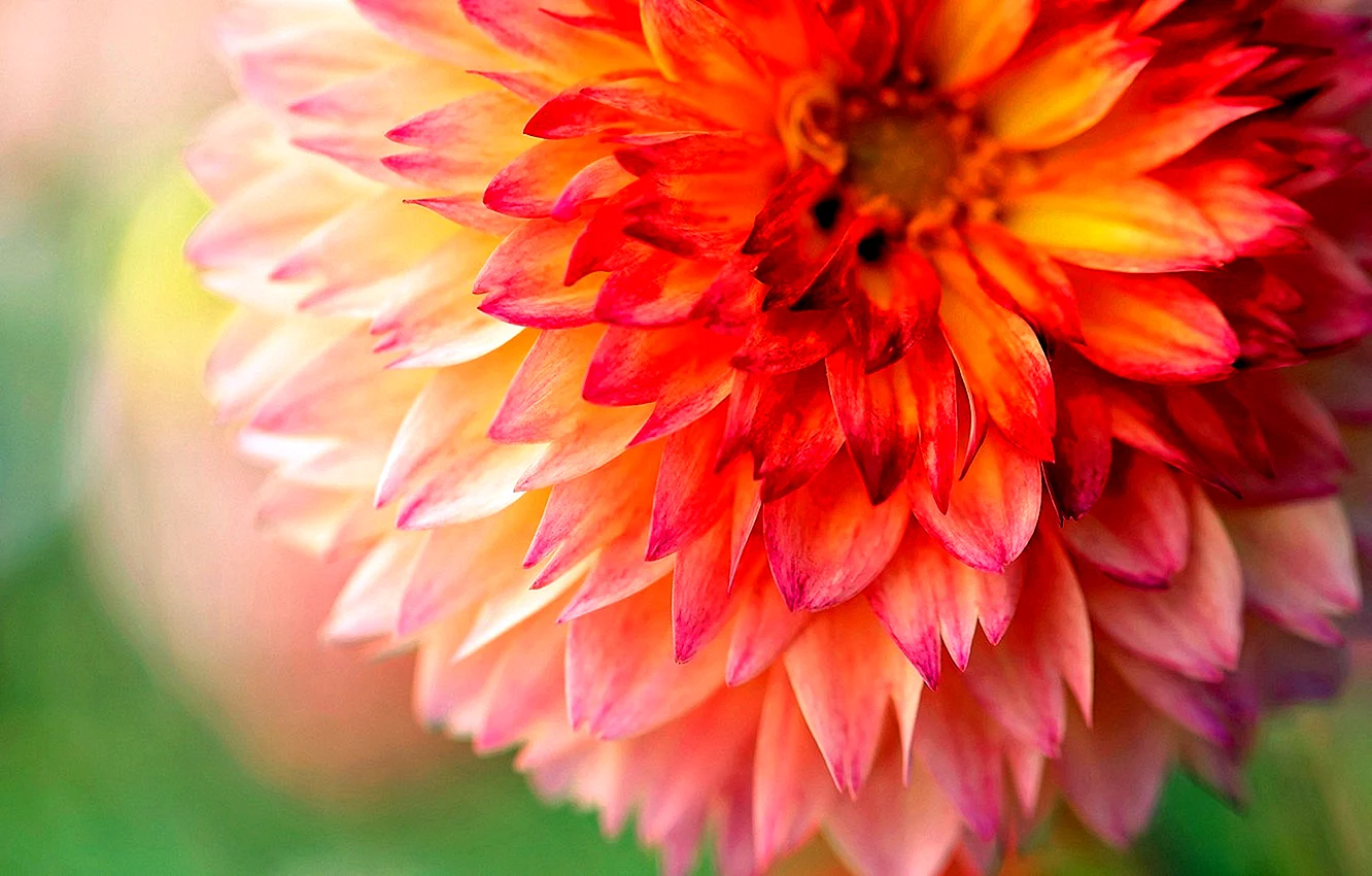 Dahlia Flower Wallpaper