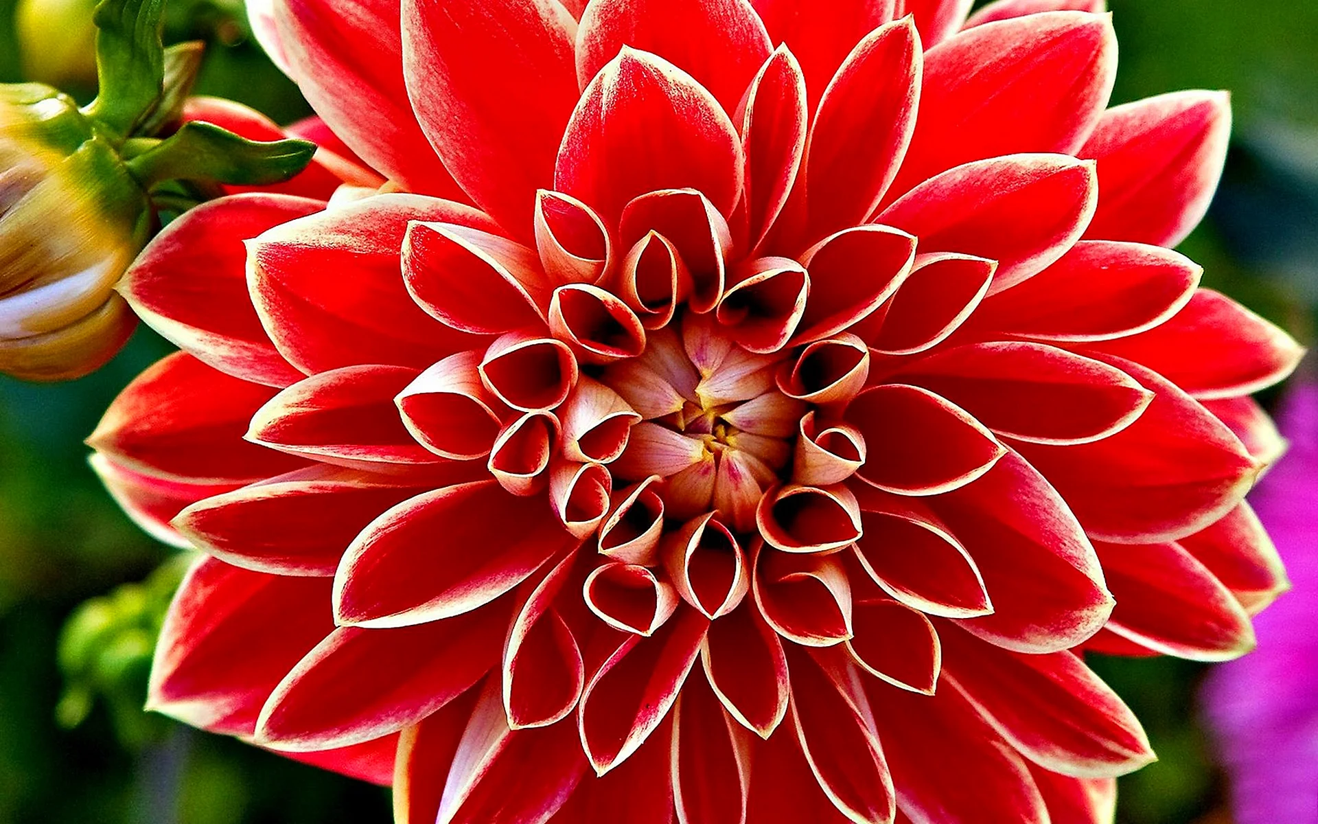 Dahlia Red Flower Wallpaper