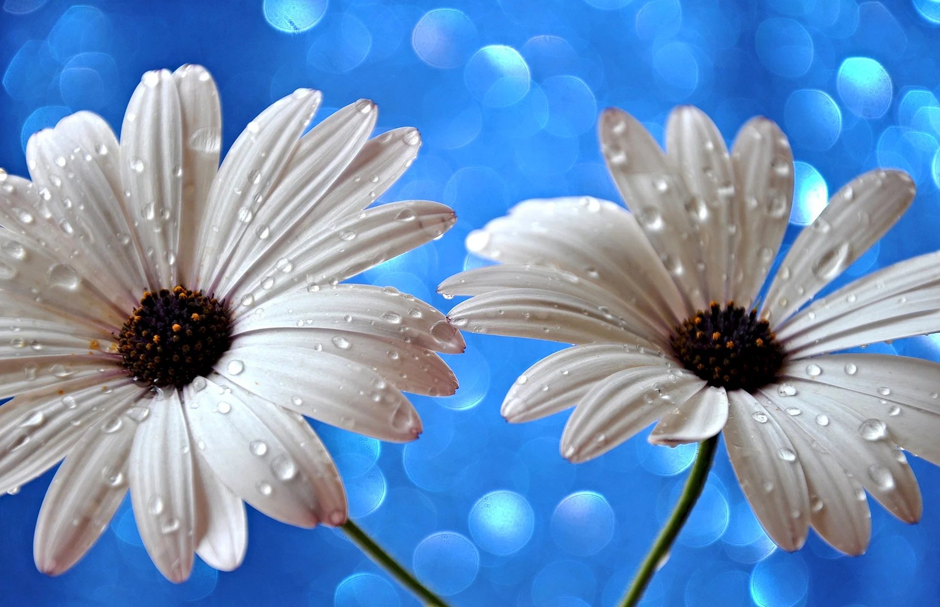 Daisy Blue Water Drop Flower Wallpaper