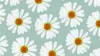 Daisy Pattern Background Wallpaper