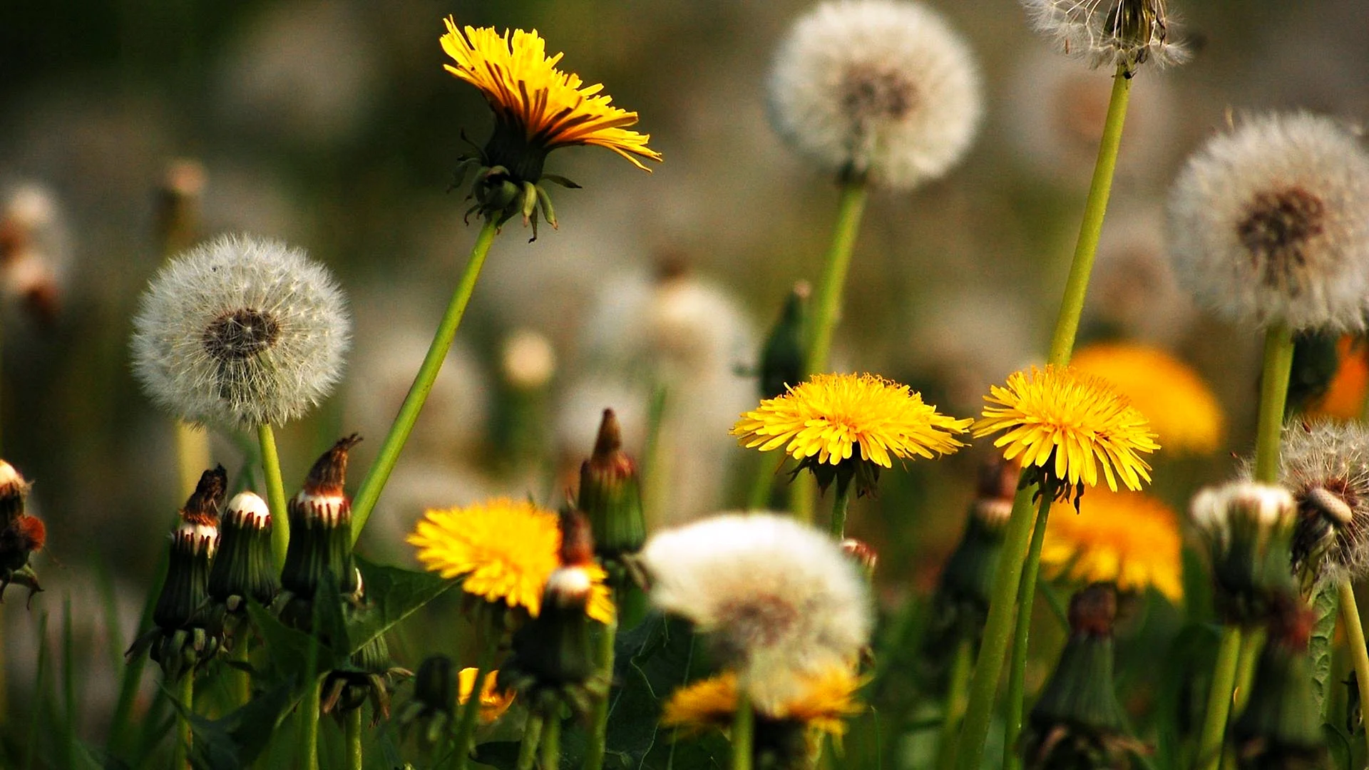 Dandelion Wallpaper