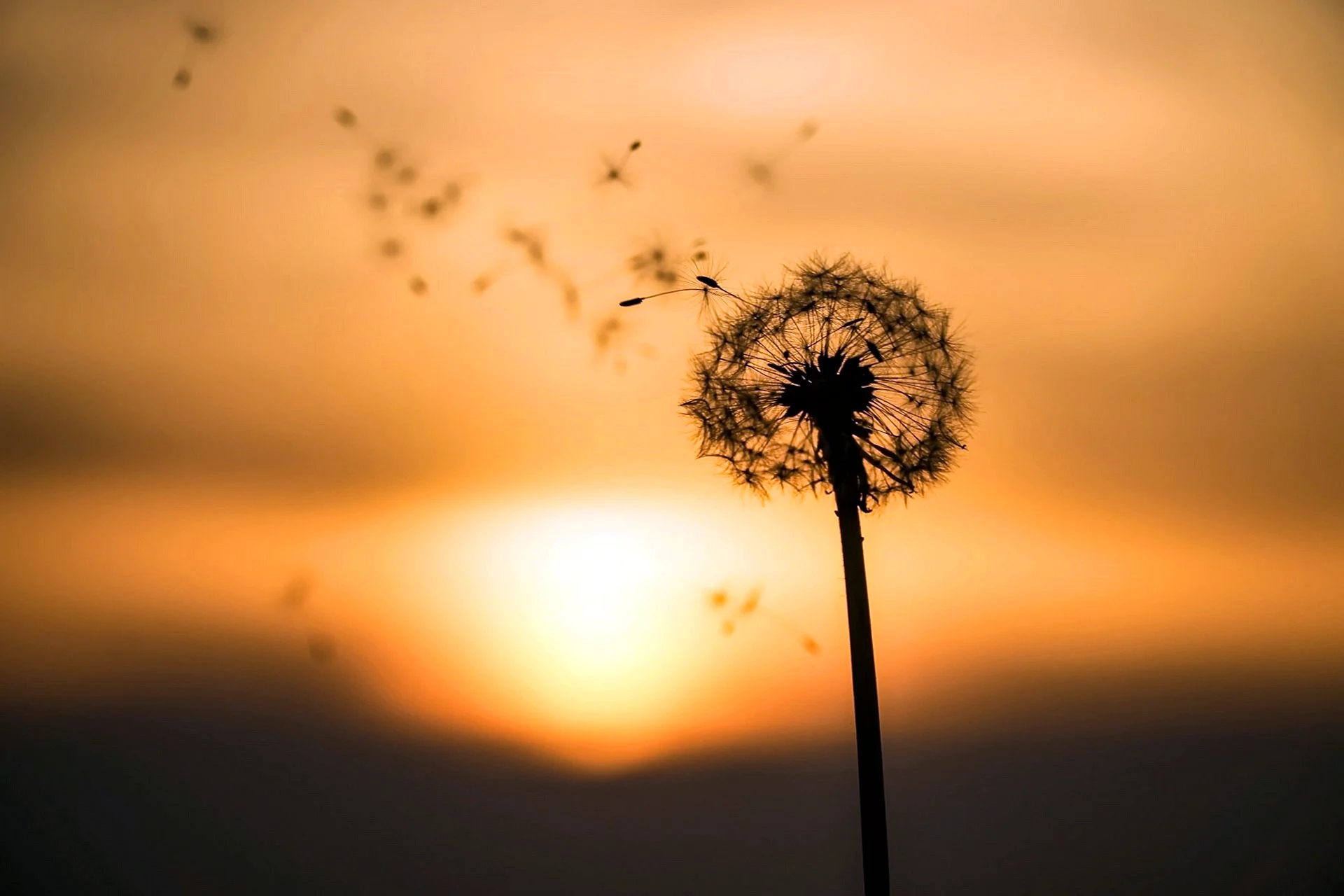 Dandelion Wallpaper