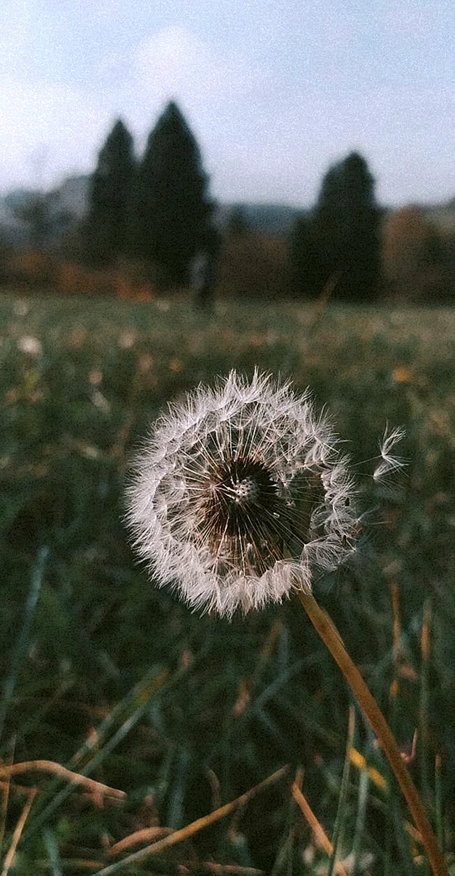 Dandelion Aesthetic Wallpaper