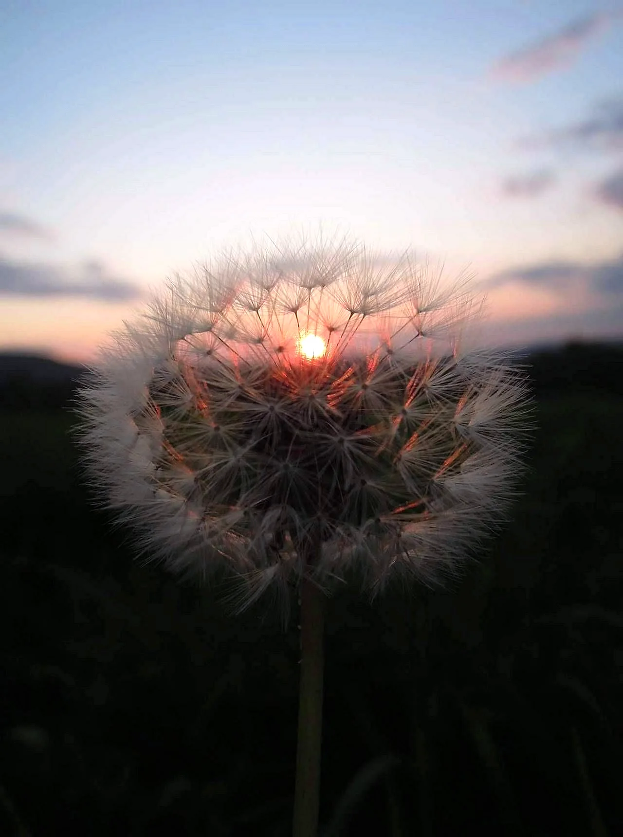 Dandelion Aesthetic Wallpaper