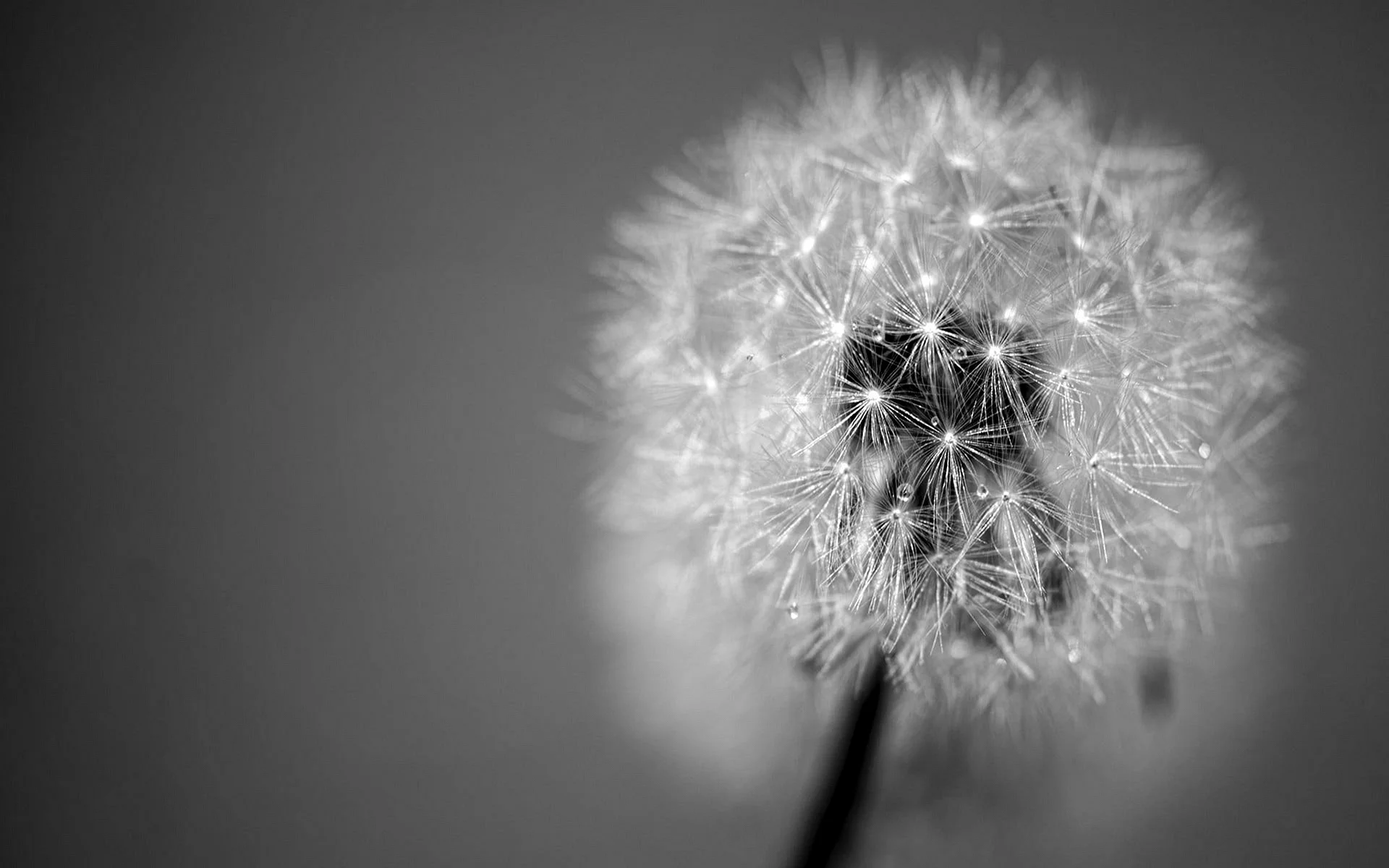 dandelion-black-and-white-1.webp