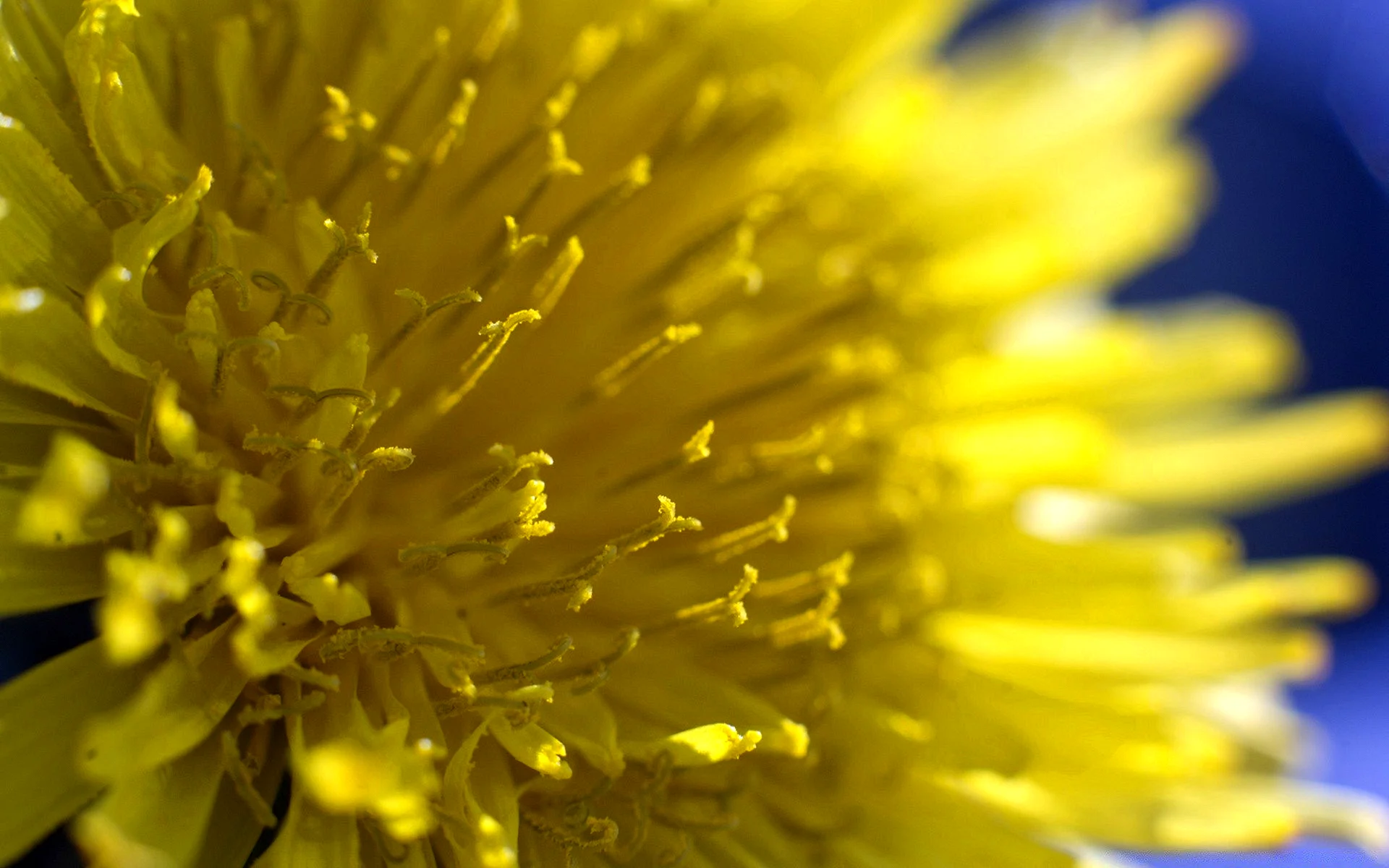 Dandelion Flower Wallpaper