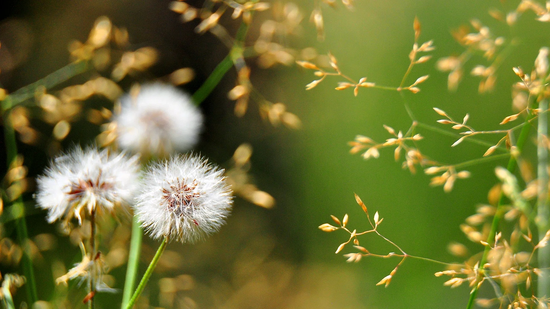 Dandelion Wallpaper