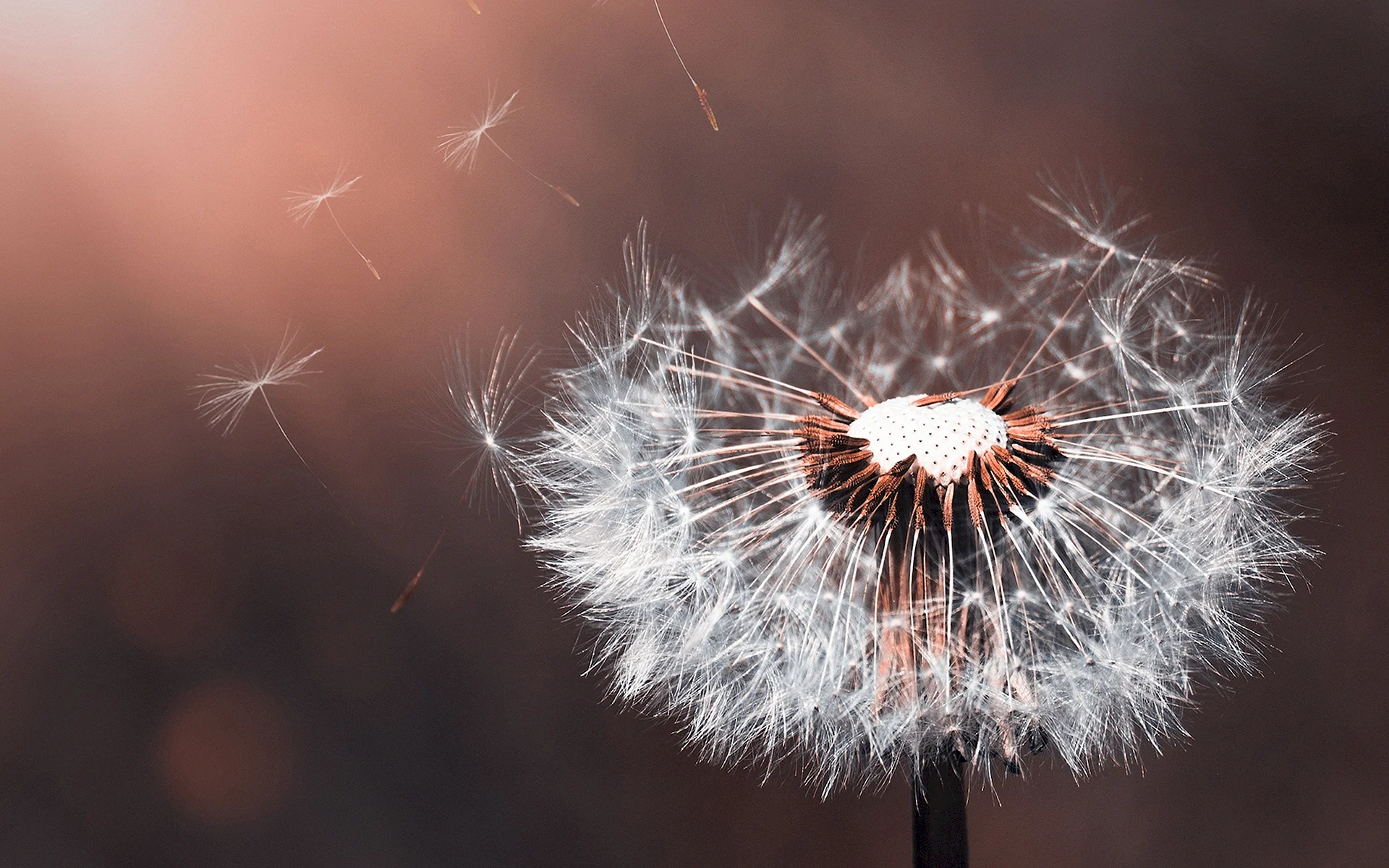 Dandelions 4k Wallpaper