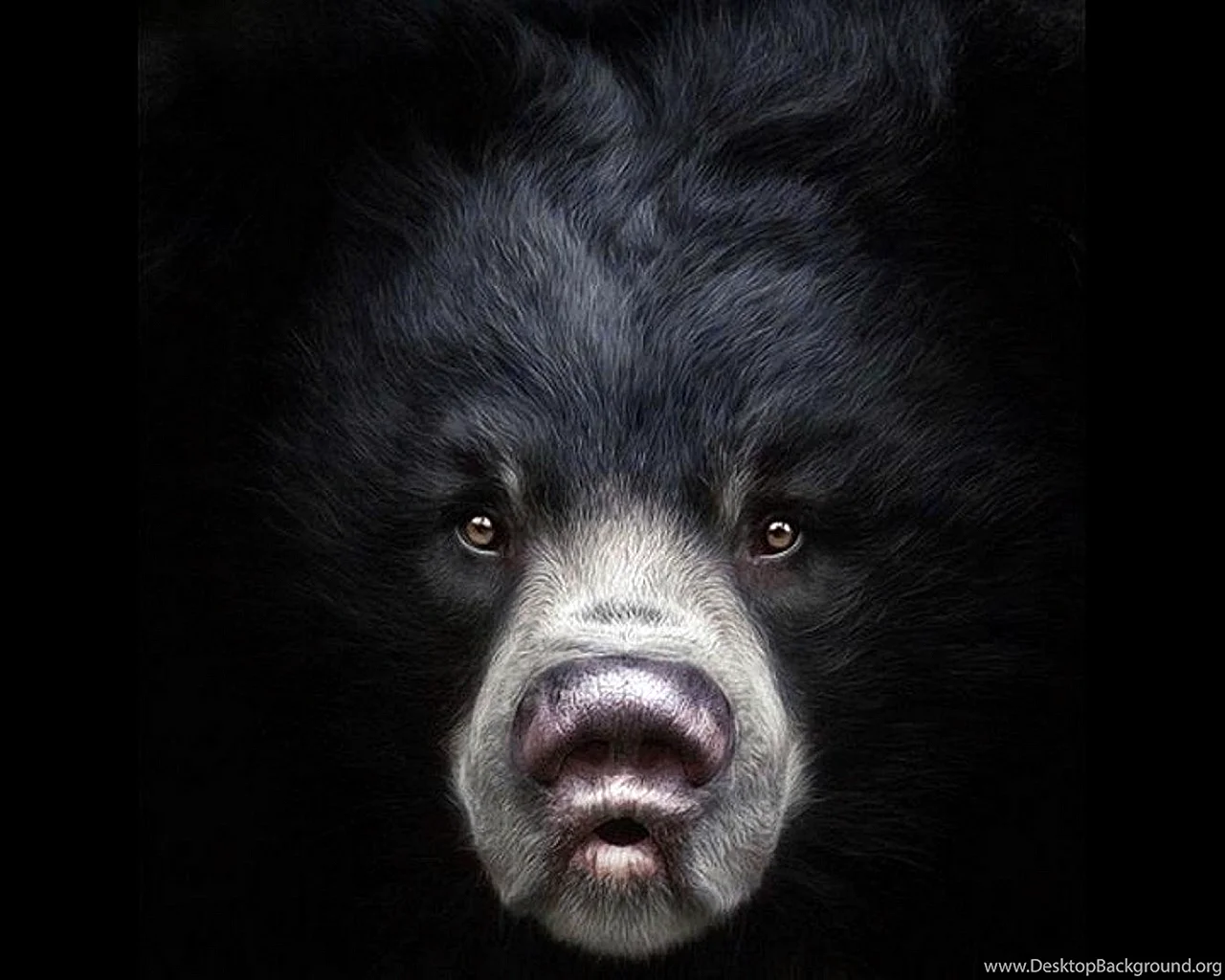 Dark Bear Wallpaper