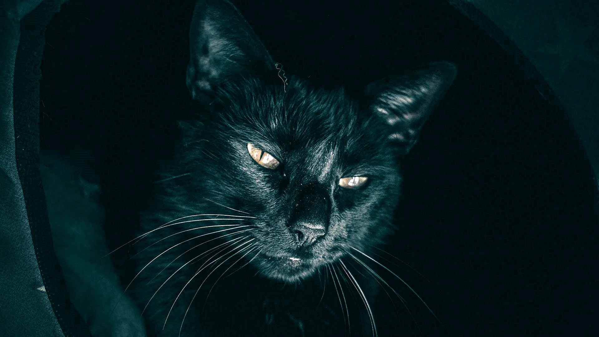 Dark Black Cat Cover photo Wallpaper