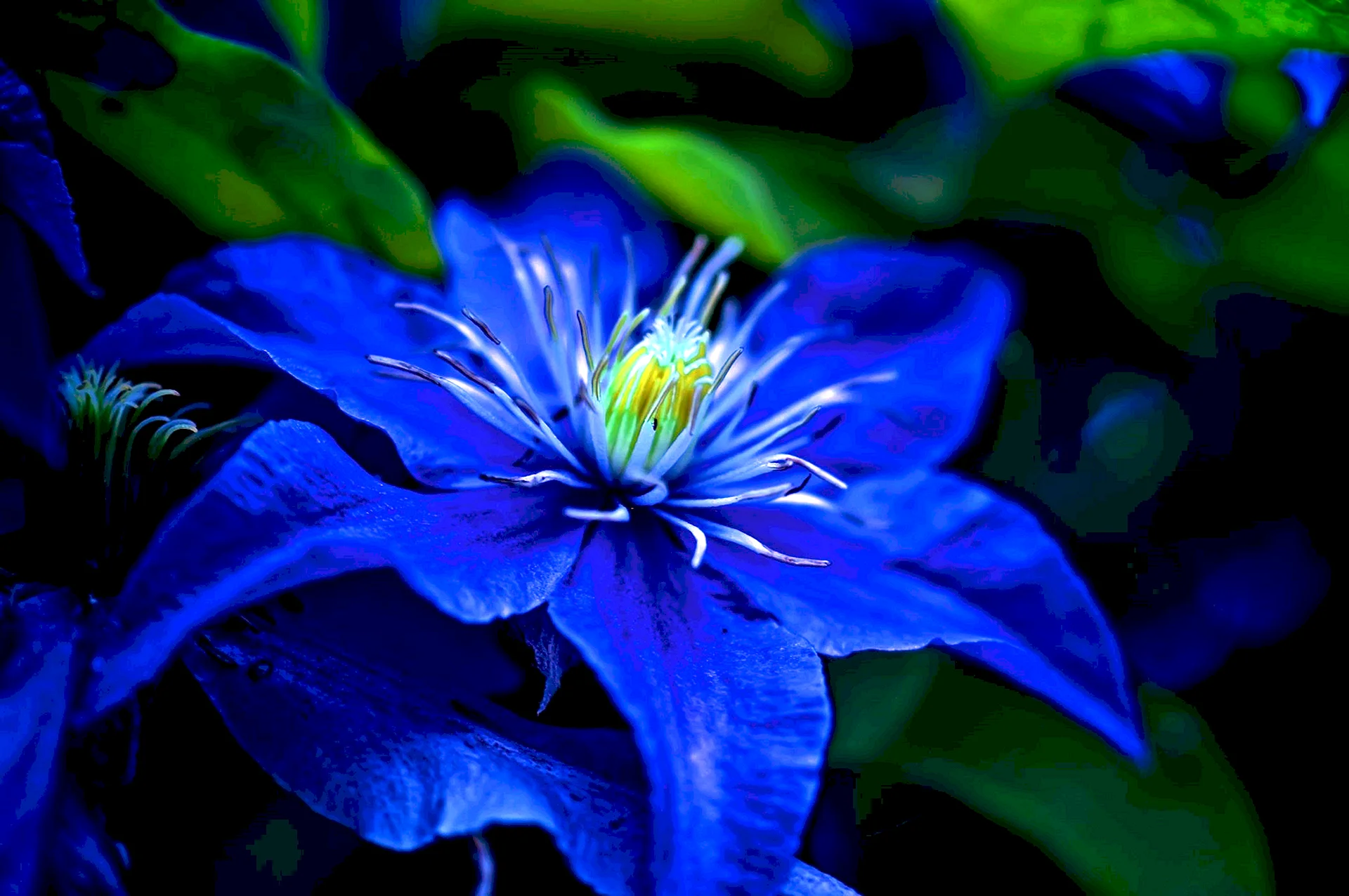 Dark Blue Flower Wallpaper