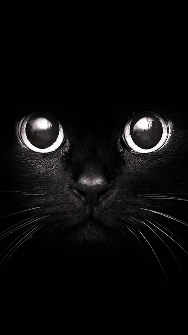 Dark Cat Wallpaper for iPhone SE 2020