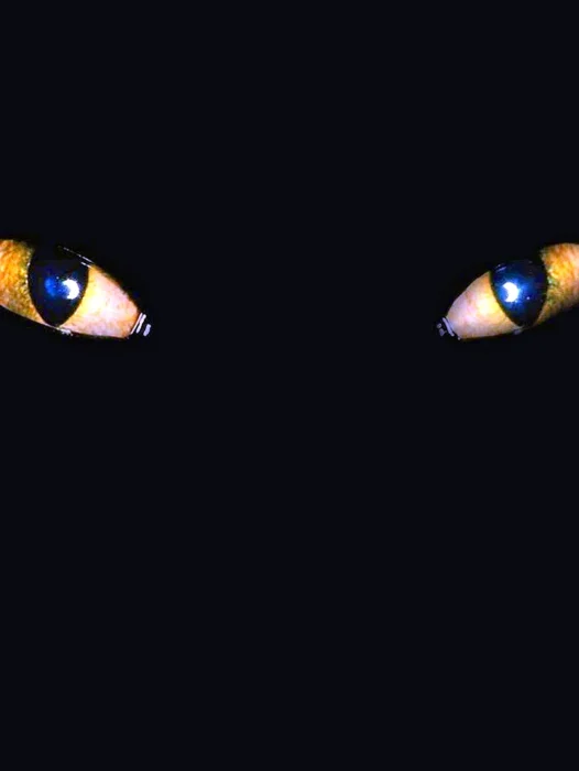 Dark Eyes Cat Wallpaper