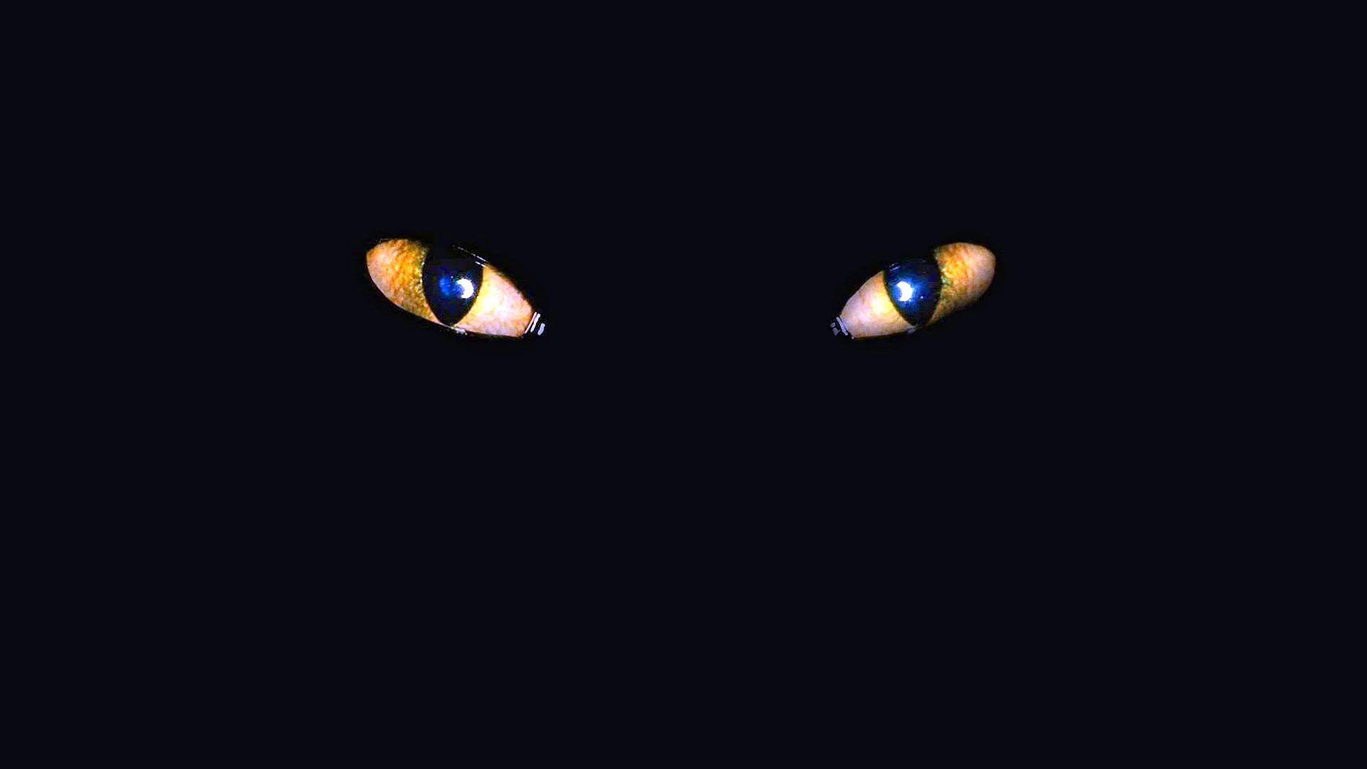 Dark Eyes Cat Wallpaper