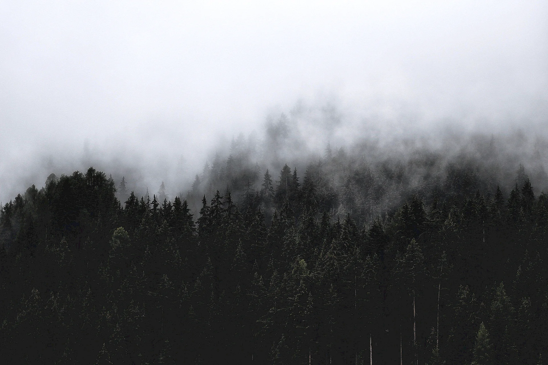 Dark Foggy Forest Wallpaper