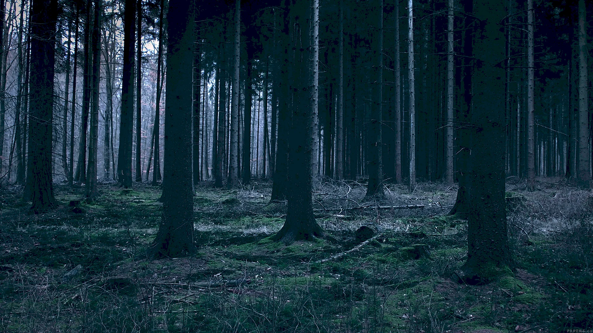 Dark Forest Wallpaper