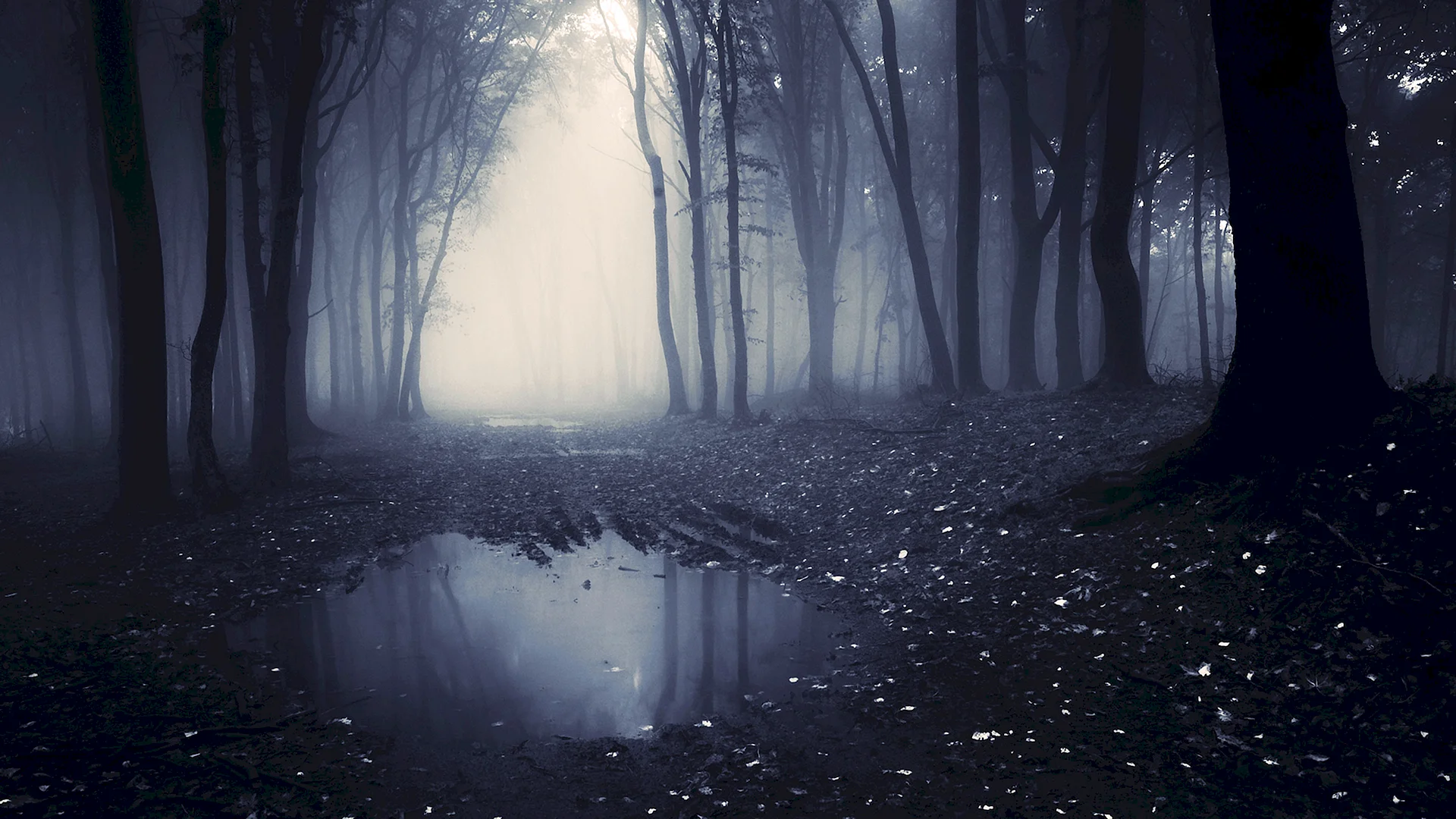 Dark Forest Wallpaper