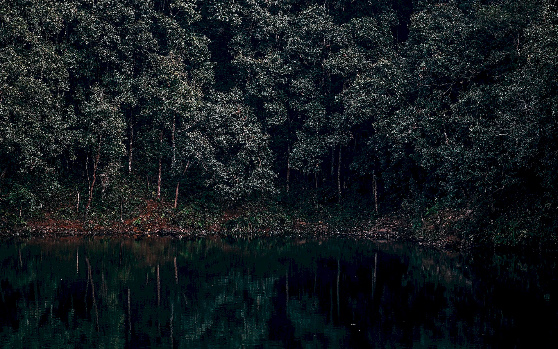 Dark Forest And Lake Wallpaper
